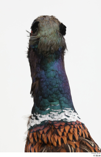 Pheasant  2 head 0022.jpg